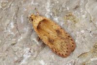 Agonopterix alpigena