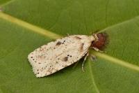 Agonopterix arenella