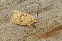 Agonopterix assimilella
