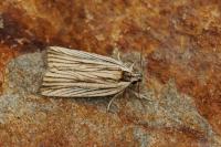 Agonopterix nervosa
