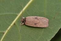 Agonopterix subpropinquella
