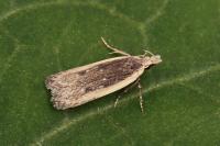 Nothris congressariella