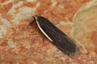 Nothris lemniscellus