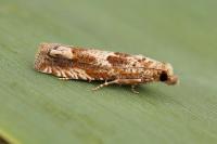 Pelochrista fulvostrigana