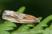 Eucosma gr. cana