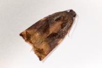 Archips podana