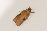 Agonopterix propinquella