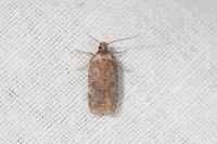 Agonopterix