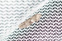 Blastobasis glandulella