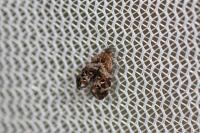 Tebenna micalis