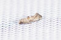 Epermenia