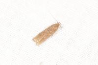 Helcystogramma triannulella