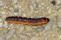 Cossus cossus
