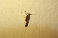 Harpella forficella