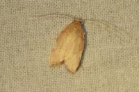 Carcina quercana