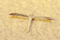 Adaina microdactyla
