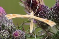 Gillmeria pallidactyla