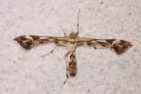Platyptilia nemoralis