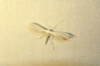 Pterophorus pentadactylus