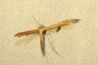 Stenoptilia