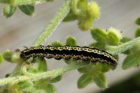 Ethmia bipunctella