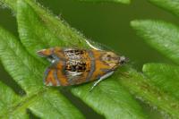 Olethreutes arcuella