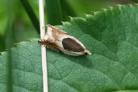 Ancylis badiana