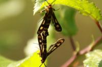 Chamaesphecia empiformis
