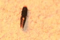 Monopis weaverella