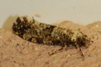 Morophaga choragella
