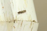 Nemapogon