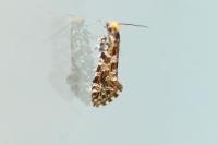 Triaxomera parasitella
