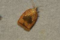 Acleris forsskaleana