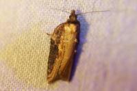 Acleris hastiana