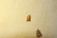 Acleris holmiana