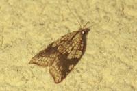 Acleris rhombana