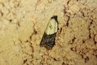 Acleris variegana