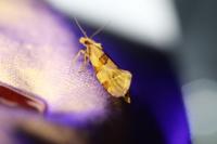 Aethes cnicana/rubigana