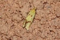 Agapeta hamana