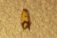 Agapeta zoegana