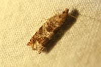 Ancylis achatana