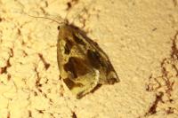 Archips crataegana