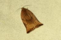 Archips podana