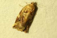 Archips xylosteana