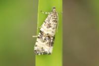 Celypha rurestrana