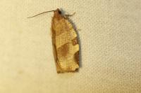 Choristoneura hebenstreitella