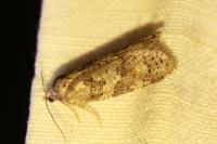 Cnephasia