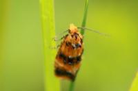 Commophila aeneana