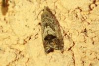 Cydia splendana