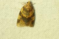 Epagoge grotiana